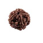 5 mukhi Nepal rudraksh