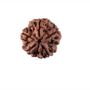 5 mukhi Nepal rudraksh