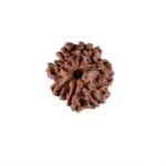 7 mukhi Nepali rudraksha