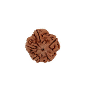 5 Mukhi Rudraksha