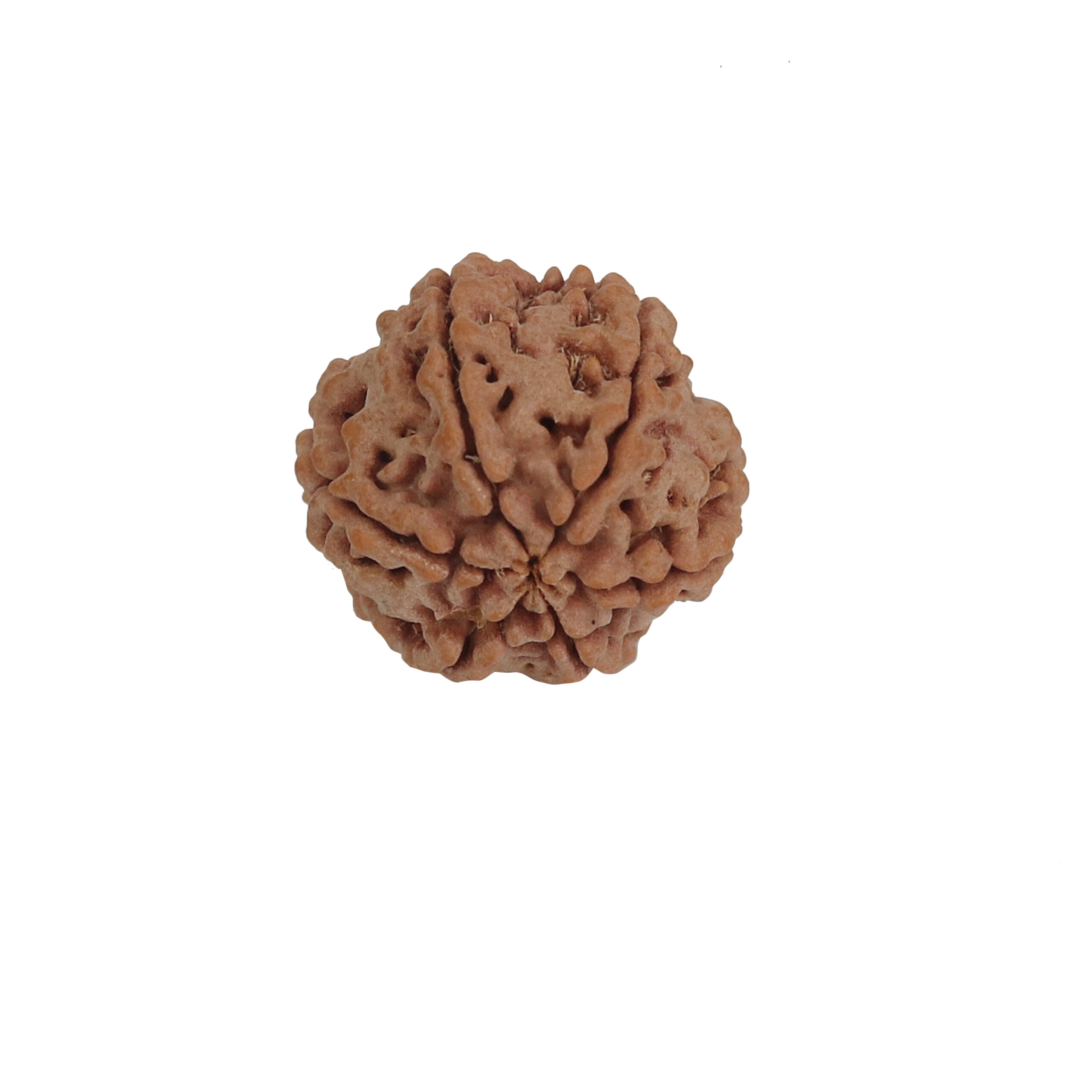 6 Mukhi Rudraksha
