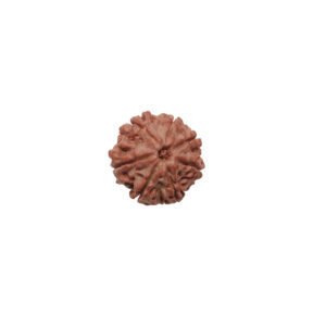 7 MUKHI RUDRAKSHA