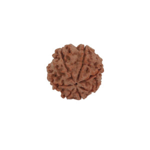 7 Mukhi Rudraksha