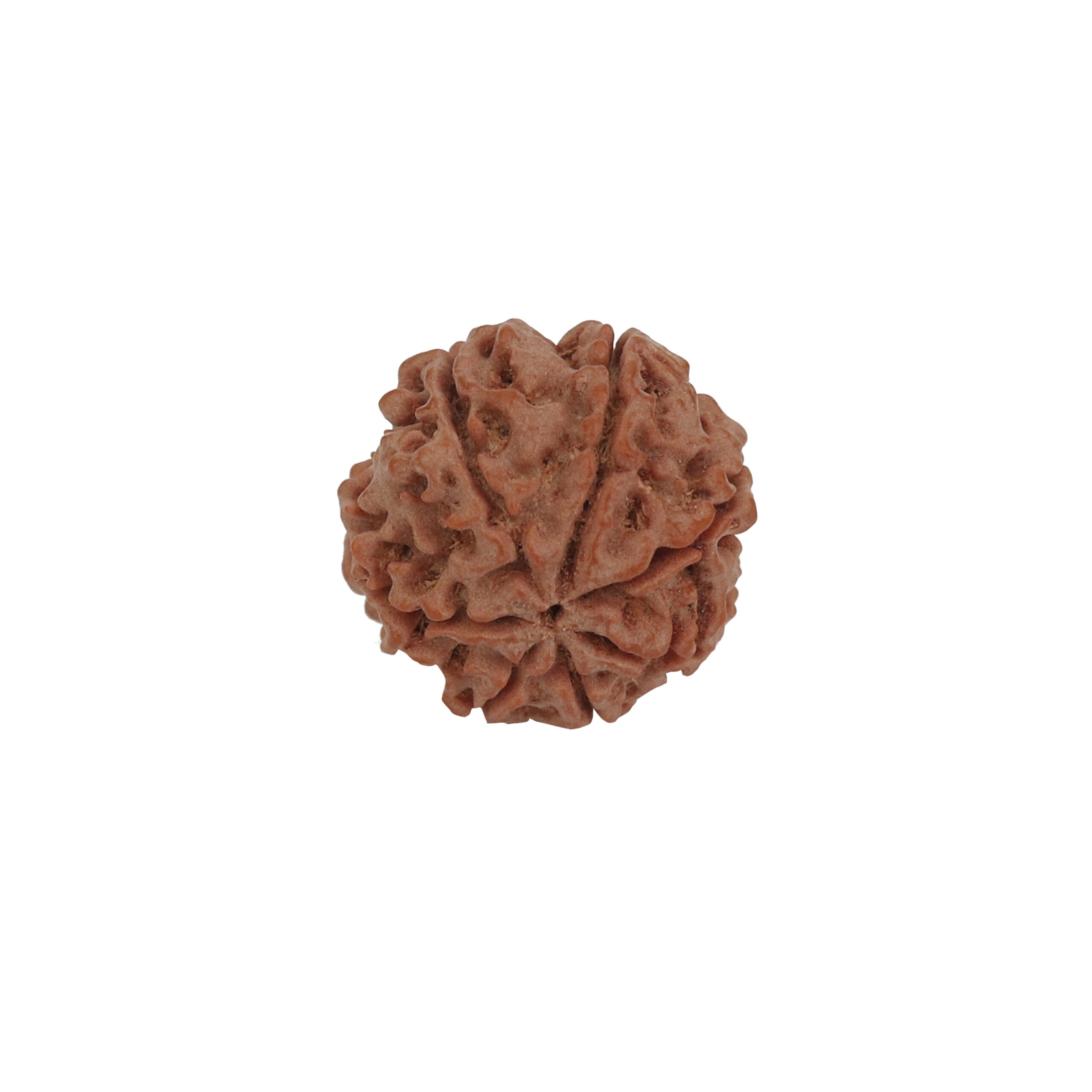 7 Mukhi Rudraksha