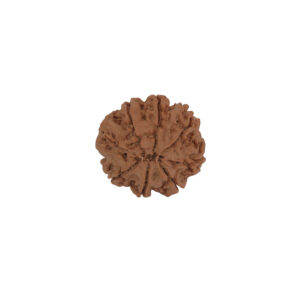 8 Mukhi Rudraksha