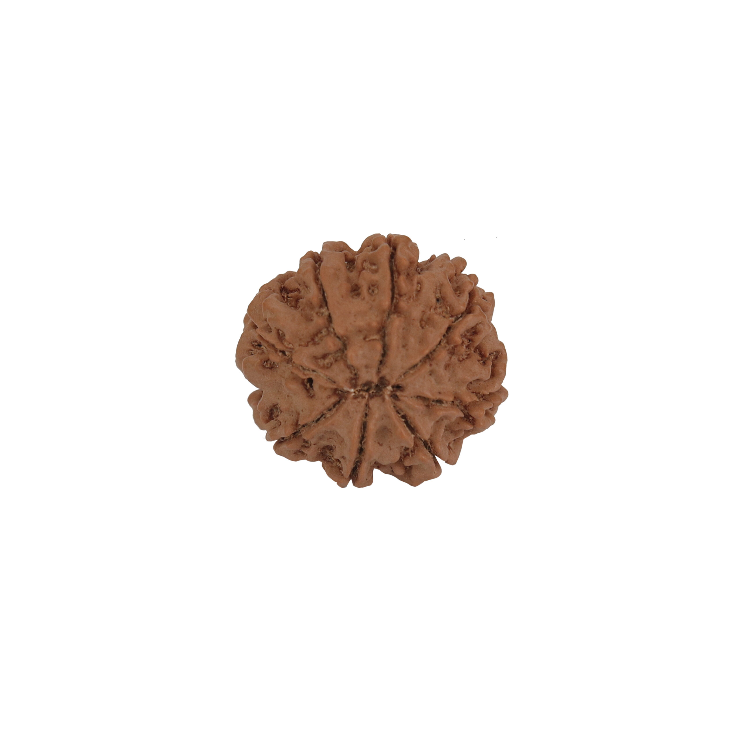 8 Mukhi Rudraksha