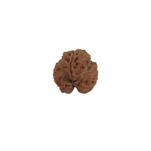 3 Mukhi Rudraksha