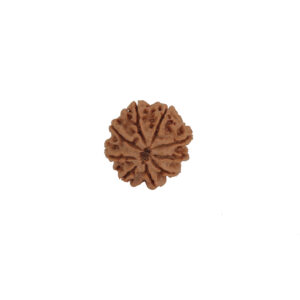 9 Mukhi Rudraksha