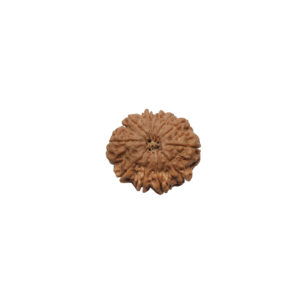 11 Mukhi Rudraksha
