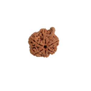 Ganesh Rudraksha