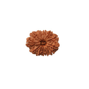 12 Mukhi Rudraksha