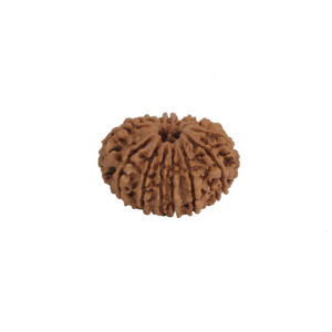13 Mukhi Rudraksha