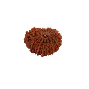 14 Mukhi Rudraksha
