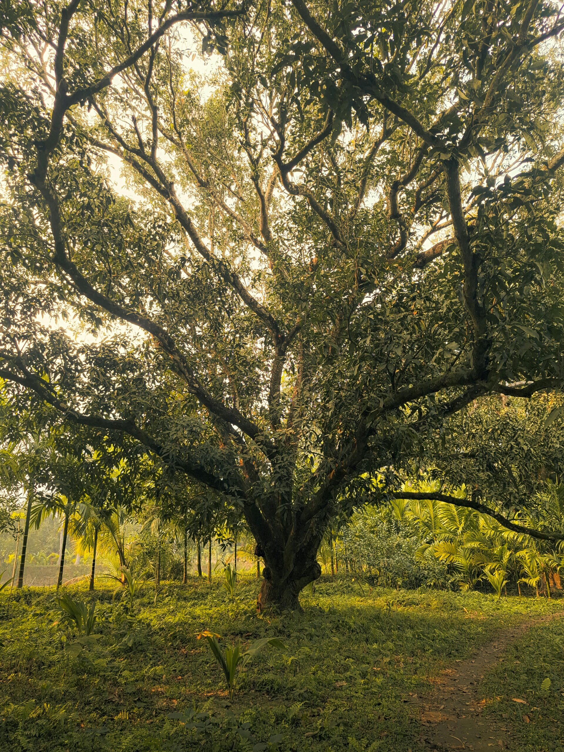 Sacred Rudraksha beads for spiritual practice