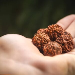 Rudraksha