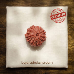 7 MUKHI RUDRAKSHA