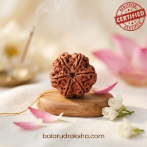 6 Mukhi Rudraksha