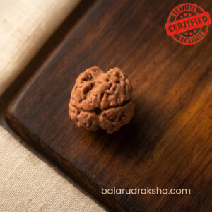 2 Mukhi Rudraksha