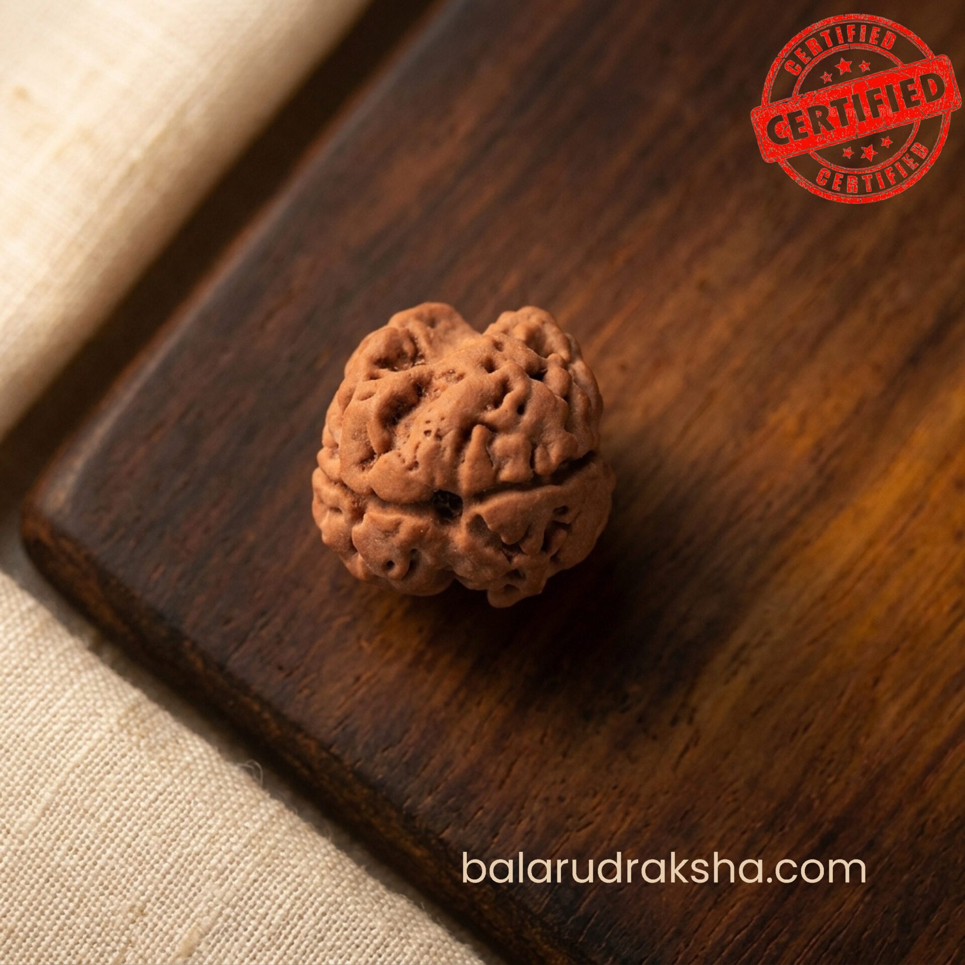 2 Mukhi Rudraksha