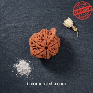 Ganesh Rudraksha