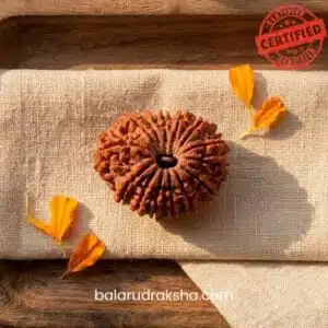14 Mukhi Rudraksha