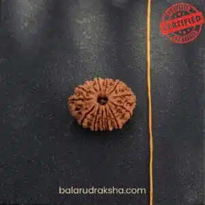 13 Mukhi Rudraksha