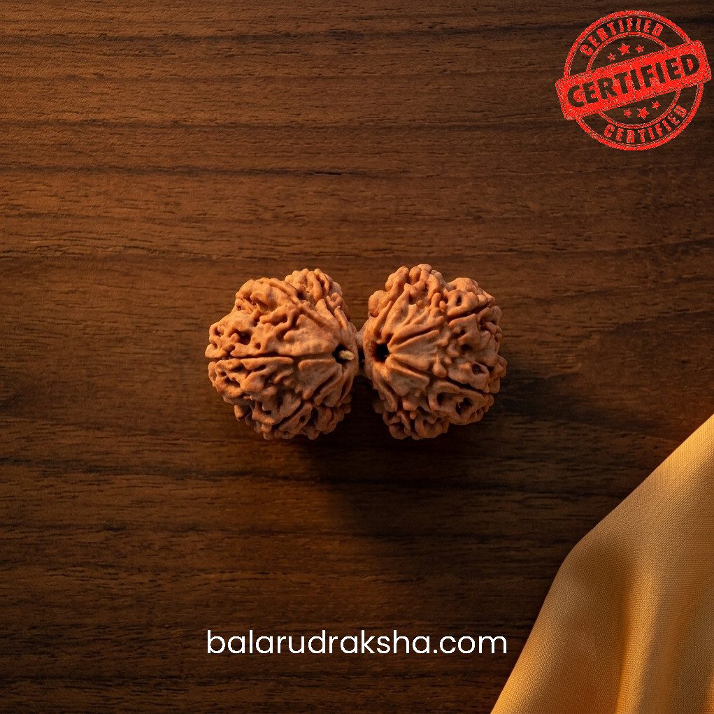 Gauri Shankar Rudraksha