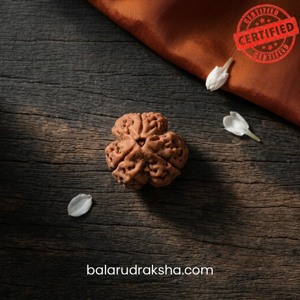 3 Mukhi Rudraksha