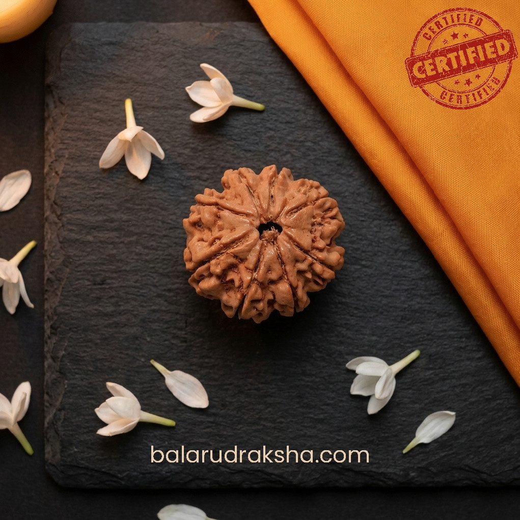 8 Mukhi Rudraksha