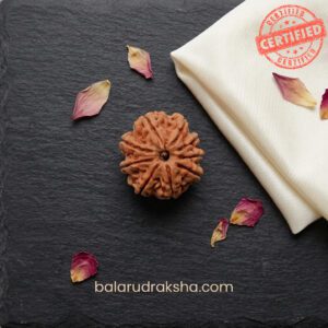 9 Mukhi Rudraksha