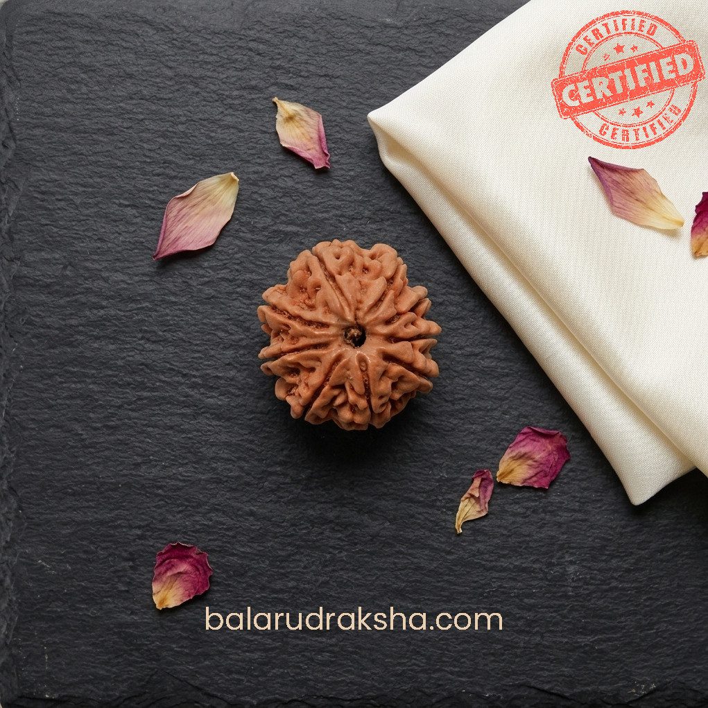 9 Mukhi Rudraksha