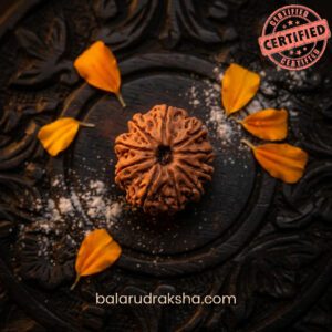 10 Mukhi Rudraksha