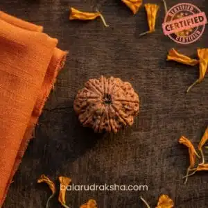 11 Mukhi Rudraksha