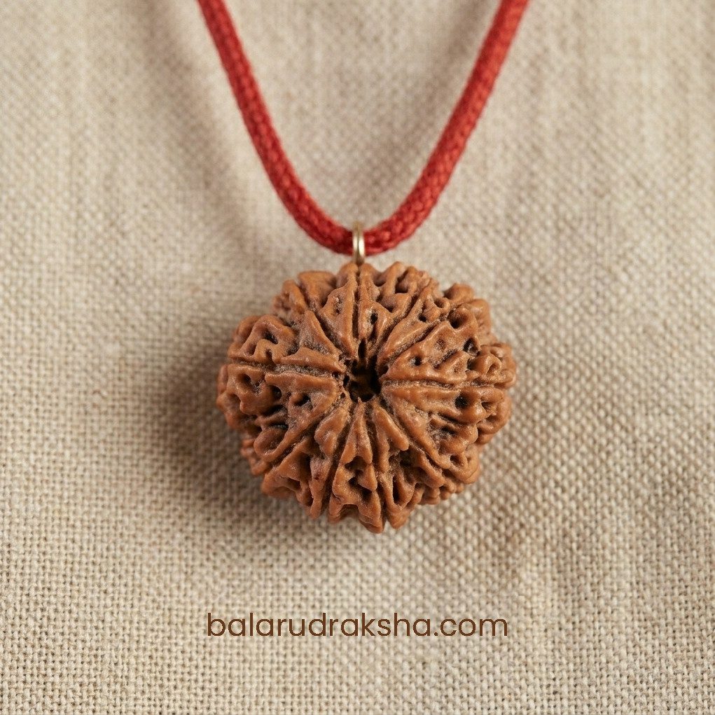 11 Mukhi Rudraksha - Image 3