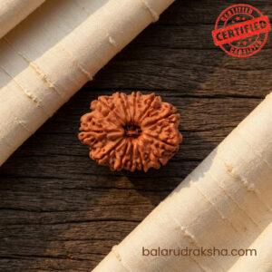 12 Mukhi Rudraksha
