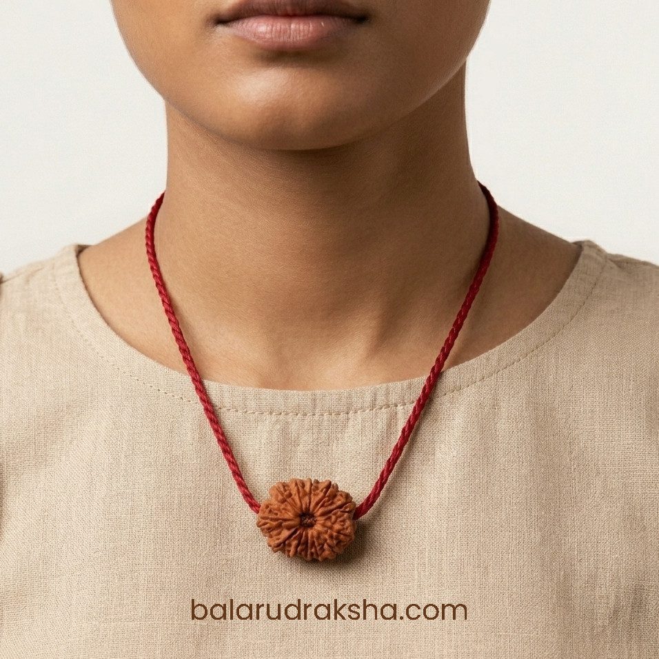 12 Mukhi Rudraksha - Image 3